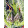Cream Mandarine XL Auto
